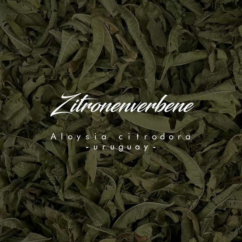 2. Mazeration – Aromenextraktion